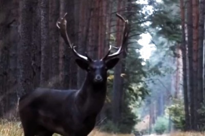 'What A Sight To Behold': Rare Black Fallow Deer Leaves Internet Fascinated