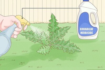 10 Ways to Get Rid of Canadian Thistles (Permanently)