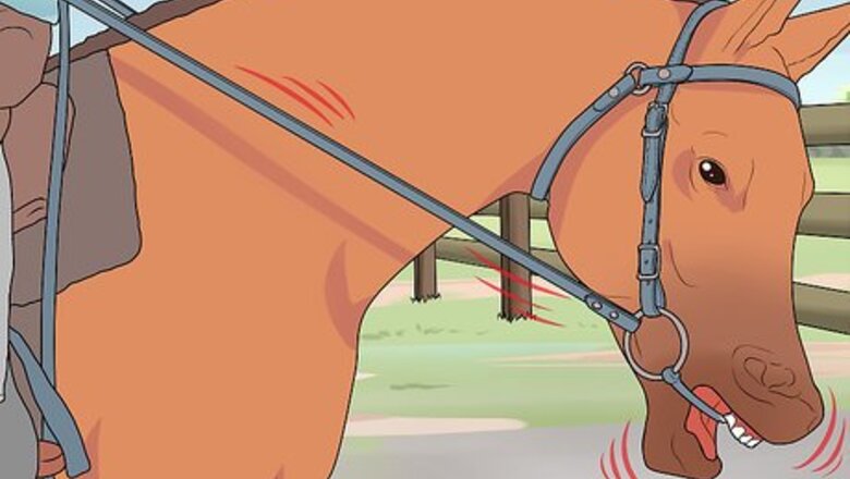 How to Stop a Horse Rearing