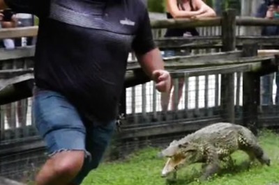 Cuban Crocodile Galloping Towards Man Is The Most Terrifying Sight On Internet Today
