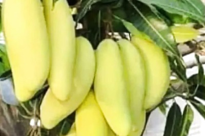 This Fruit, Grown In Bengal's Malda, Resembles Banana But Tastes Like Mango