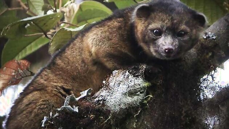 Olinguito, the newest mammal discovered in US