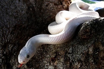 UP Declares Snakebite Deaths a State Calamity, to Give Rs 4 Lakh Compensation