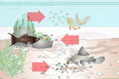 How to Feed Tropical Fish