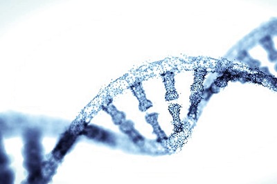 'Smart Genes' Account For 20% of Intelligence