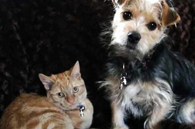 Petting Dogs, Cats May Reduce Stress in Students