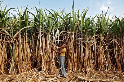 Niti Aayog Panel Recommends Linking Sugarcane Prices to Sugar Rates to Keep Industry Floating