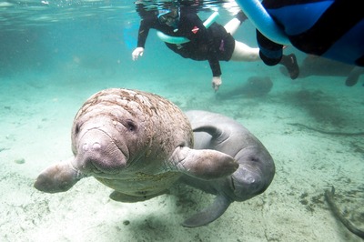 Centre allots Rs 20 crore for protecting endangered species