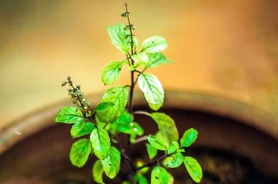 4 Simple Tips To Take Care Of Your Tulsi Plant This Monsoon
