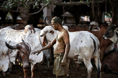 Amid Covid Menace Gujarat Sets Up Cow Research Centre To Promote Use of Milk, Urine, Dung