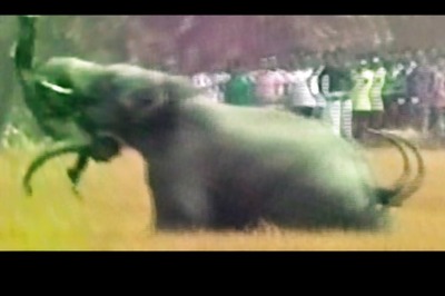 Four killed by herd of elephants in West Bengal