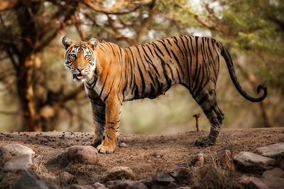 Problem of Plenty: Translocation, Sterlisation of Tigers in Maha Mere Band-aid Fix for Man-animal Conflict