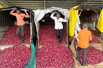 Peeling Away the Layers: Why Maharashtra Farmers Are Crying Over Onion Prices