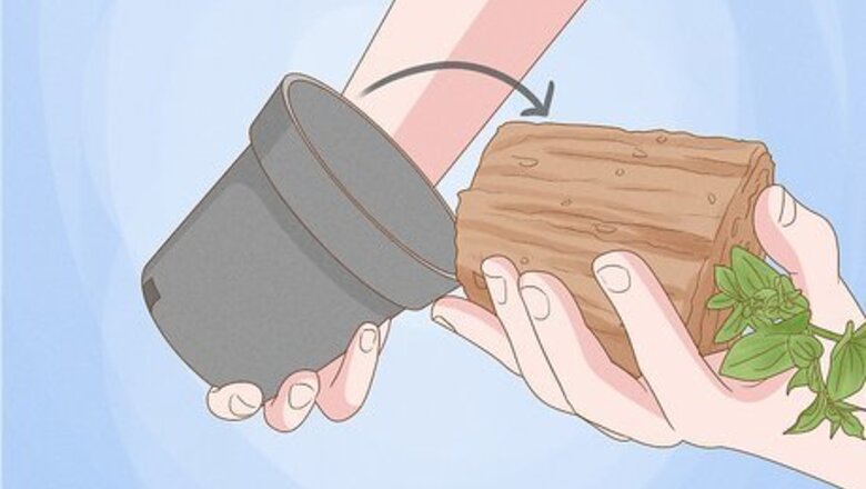 How to Prune Roots