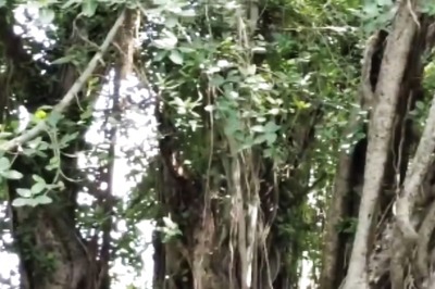 In UP's Etawah, Branches Of This 500-year-old Banyan Tree Spread Up To 100 Feet