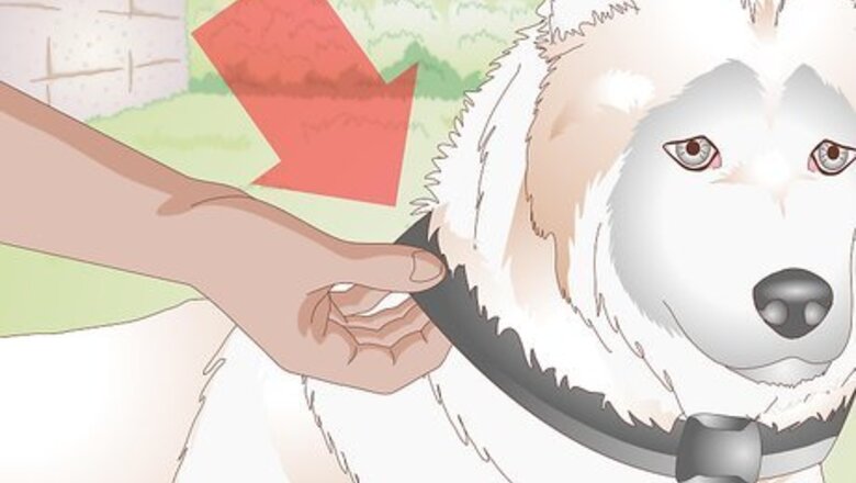 How to Find the Right Collar for Your Dog