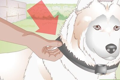 How to Find the Right Collar for Your Dog