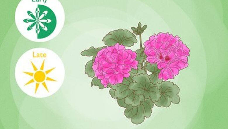 How to Propagate Geraniums from Cuttings