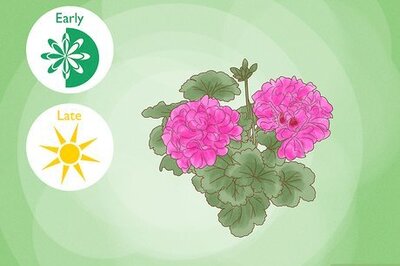 How to Propagate Geraniums from Cuttings
