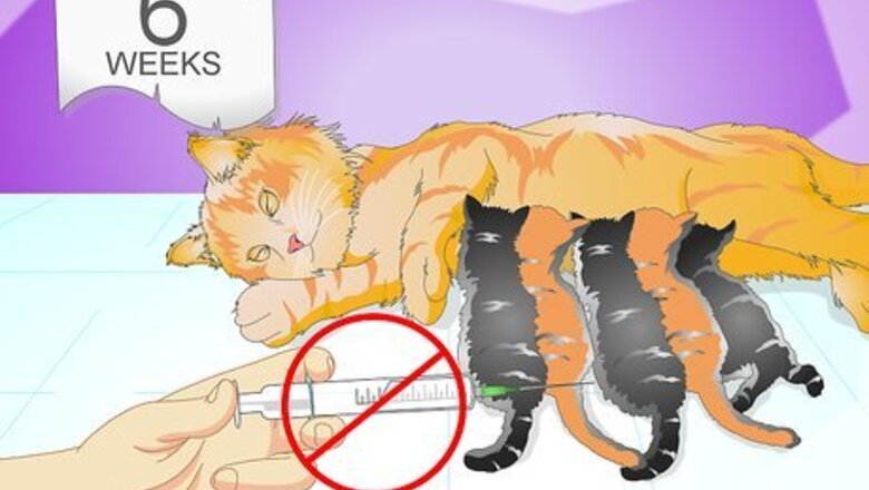 How to Vaccinate a Kitten