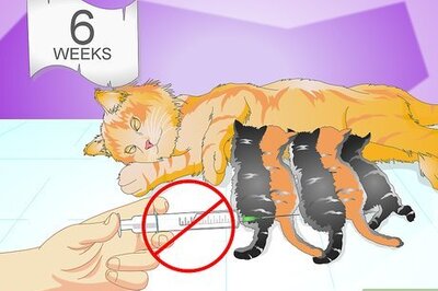 How to Vaccinate a Kitten