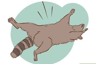 How to Skin a Raccoon