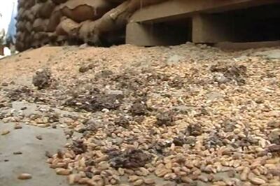 Wheat worth Rs 3.5 cr damaged in rain in Vadodara