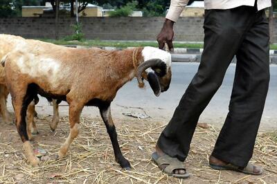 Karnataka Govt to Probe Whether Goats Sacrificed at Soma Yaga