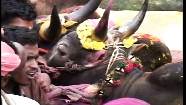 Jayalalithaa asks Centre for ordinance on Jallikattu after SC imposes interim stay