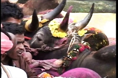 No Jallikattu during Pongal, ban to continue: Supreme Court
