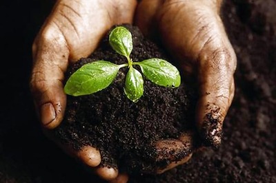 HC Asks Accused in Molestation Case to Plant 50 Trees, Grants Anticipatory Bail