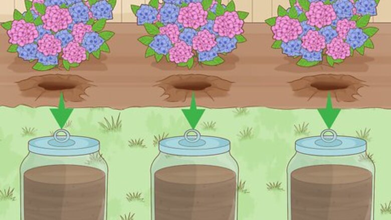 How to Change the Color of Hydrangeas