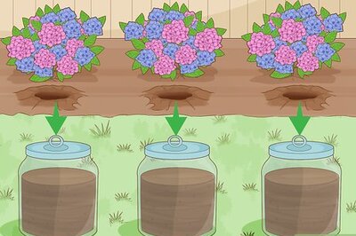 How to Change the Color of Hydrangeas