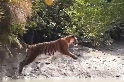 This 'Once In A Lifetime Shot' Of Tiger’s Majestic Leap Will Make Your Day