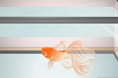 How to Plan an Aquarium