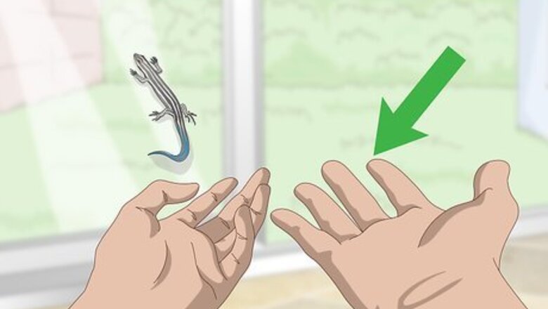 How to Catch a Blue Tailed Skink