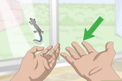 How to Catch a Blue Tailed Skink