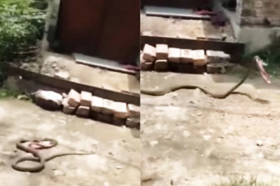 Video Of Snake Stealing Slipper Viral, Internet Reacts