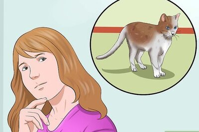 How to Train a Cat to Be Outdoor Safe and a Good Rodent Catcher