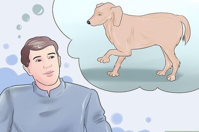 How to Heal a Torn Dog ACL Without Surgery