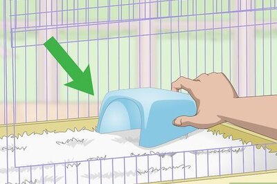 How to Choose a Hideaway for Your Hamster