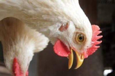 New disinfectant that can kill bird flu