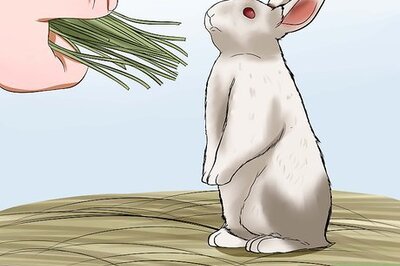How to Care for Florida White Rabbits