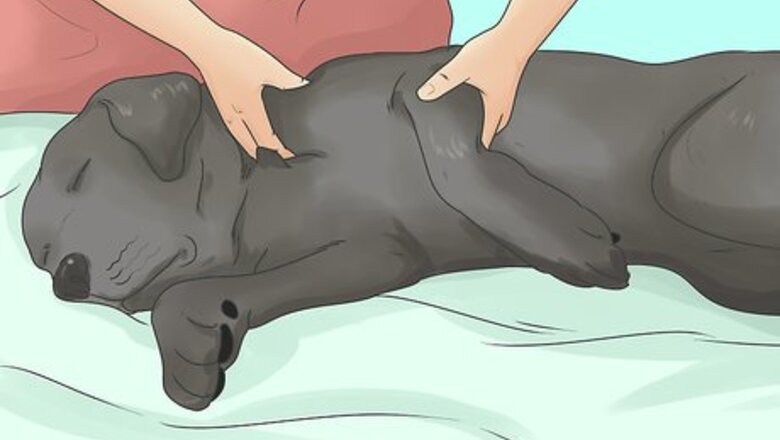 How to Relieve Hip Pain in Dogs