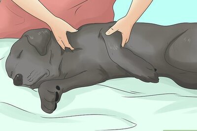 How to Relieve Hip Pain in Dogs