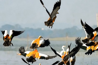 World Wetlands Day 2023: History, Significance, Theme and How You Can Celebrate It