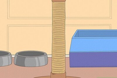 How to Care for a Siberian Cat