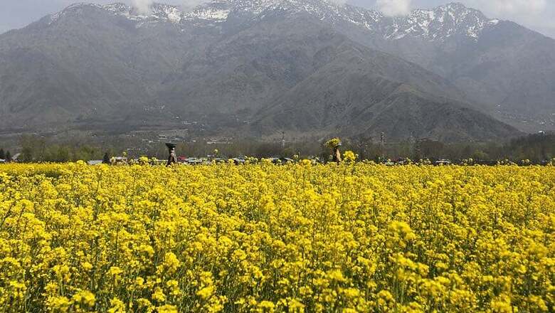 Why Scientists Are Welcoming Nod to Commercial Production of GM Mustard