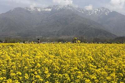 Why Scientists Are Welcoming Nod to Commercial Production of GM Mustard