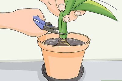 How to Store Amaryllis Bulbs